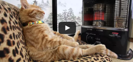 ストーブの前の猫　Cat to warm by a heater